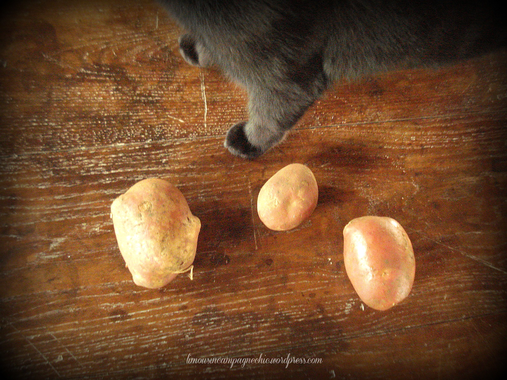 pomme de terre Dalida
