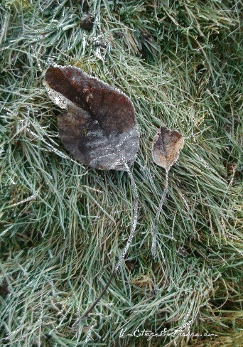 Feuille de Noel givree