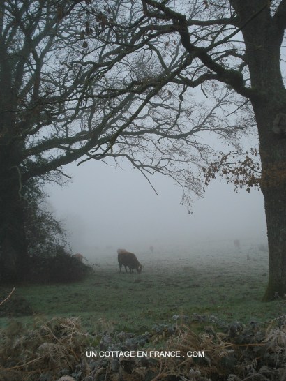 Bocage limousin en hiver haute vienne