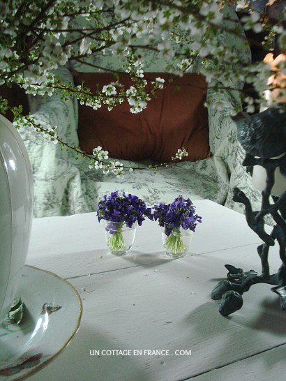 Bouquets de violettes du cottage