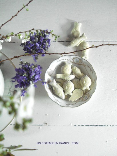 Les violettes de paques au cottage