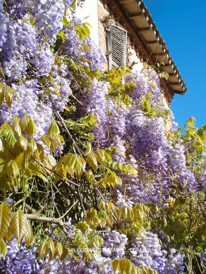 Vivre a la campagne - Glycine