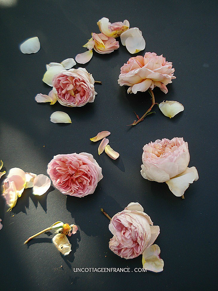 Bohemian French roses