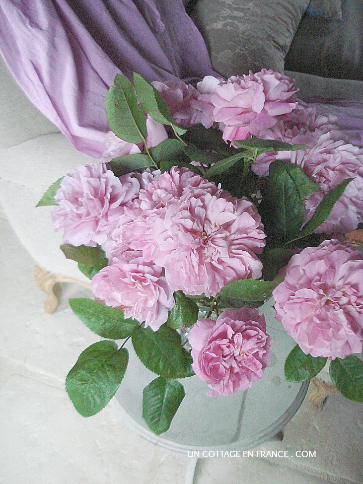 Love of English roses - Mary Rose by David Austin 1