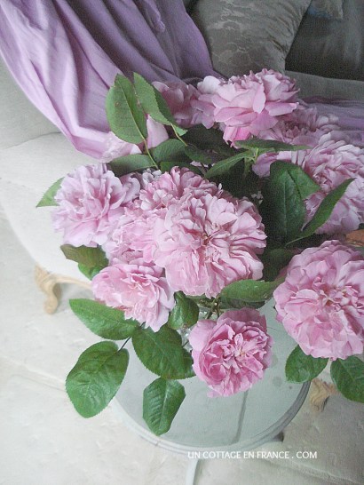 Love of English roses - Mary Rose by David Austin 1