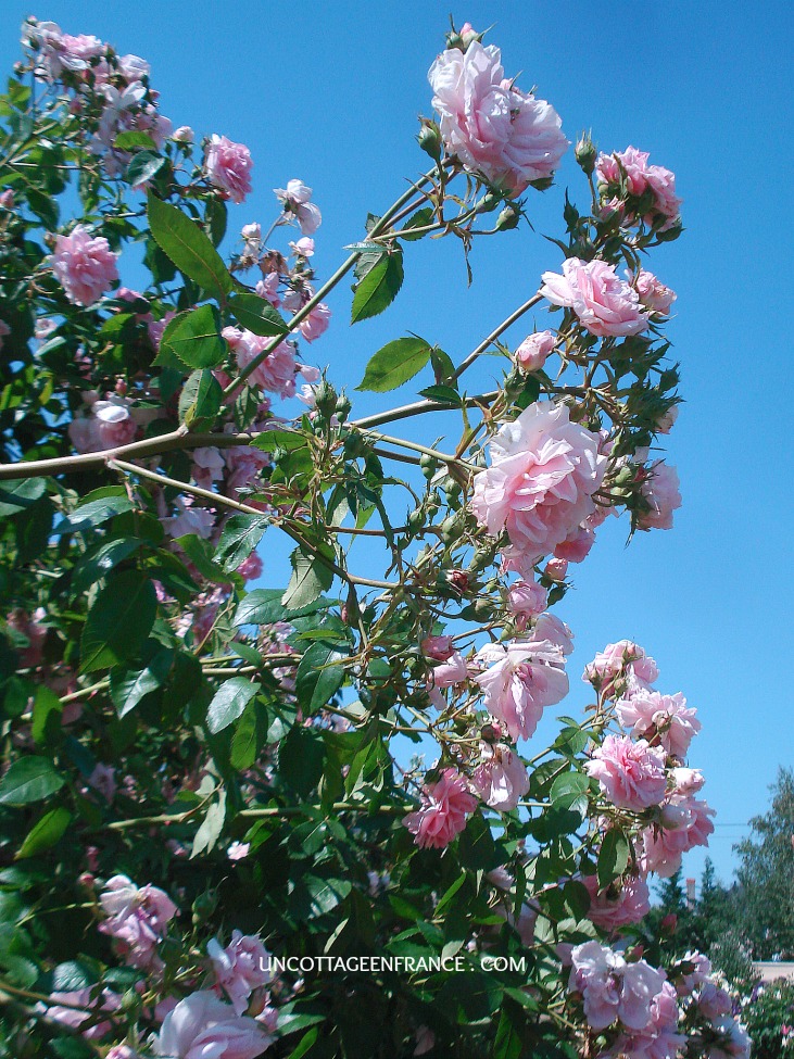 Les chemins de la rose de doué
