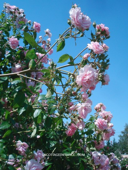 Les chemins de la rose de doué