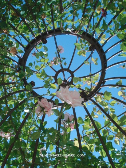 Roseraie de la Maison de la Rose à Doué