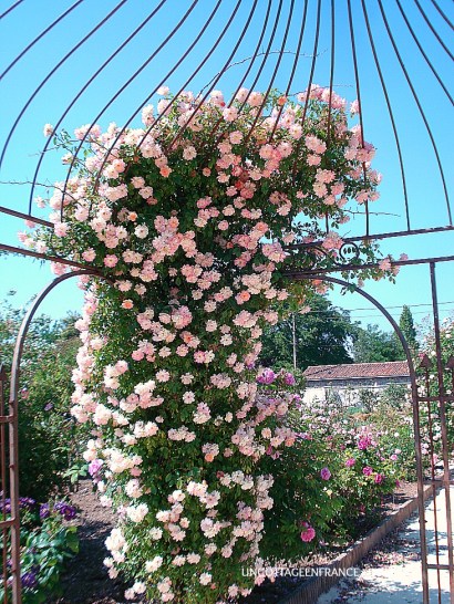 sous la gloriette de la roseraie de Doué la fontaine 1