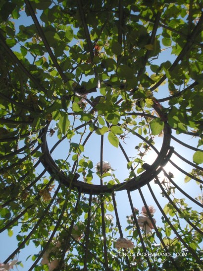 sous la gloriette de la roseraie de Doué la fontaine