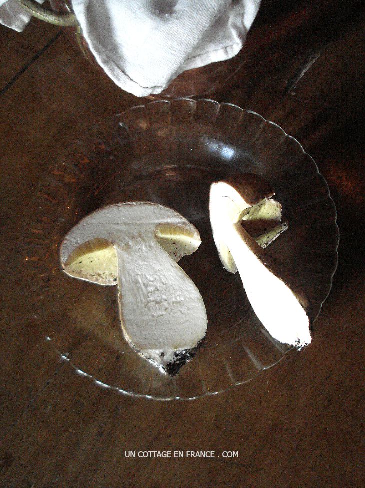 Les cèpes limousins de septembre