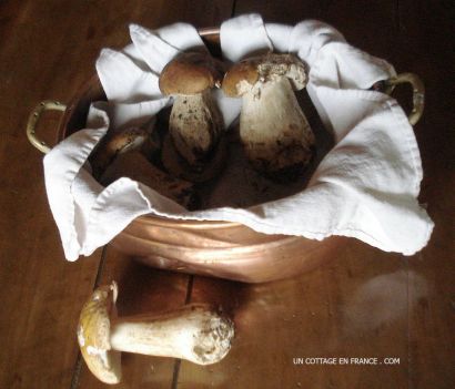 Les cèpes limousins de septembre