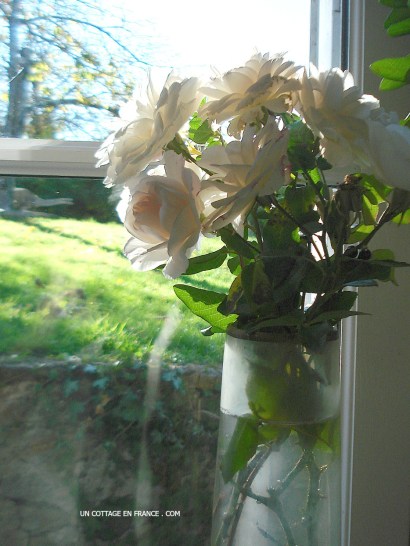 Paresse d’un bouquet de ROSES BLANCHES au coin de la fenêtre (A lazy WHITE ROSES bouquet in the window corner)