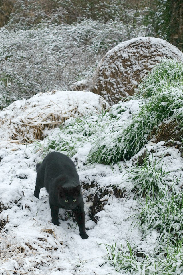 Une ambiance en BRUN, VERT et BLANC avec des roses blanches (A white, green and brown ambiance with white roses)