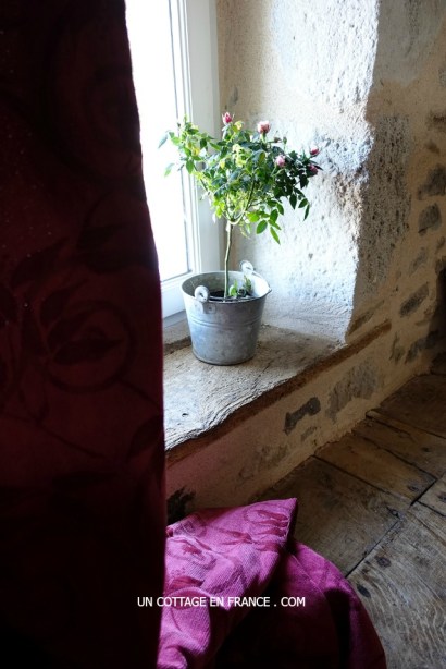 Un MINI ROSIER dans la salle de bain (A mini rosetree in the bathroom)