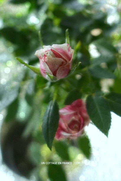 Un MINI ROSIER dans la salle de bain (A mini rosetree in the bathroom)