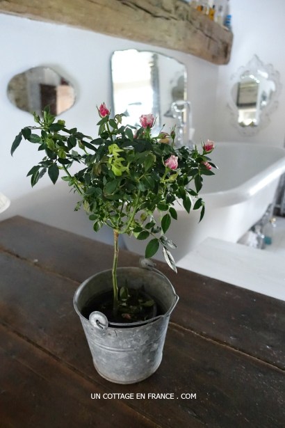 Un MINI ROSIER dans la salle de bain (A mini rosetree in the bathroom)