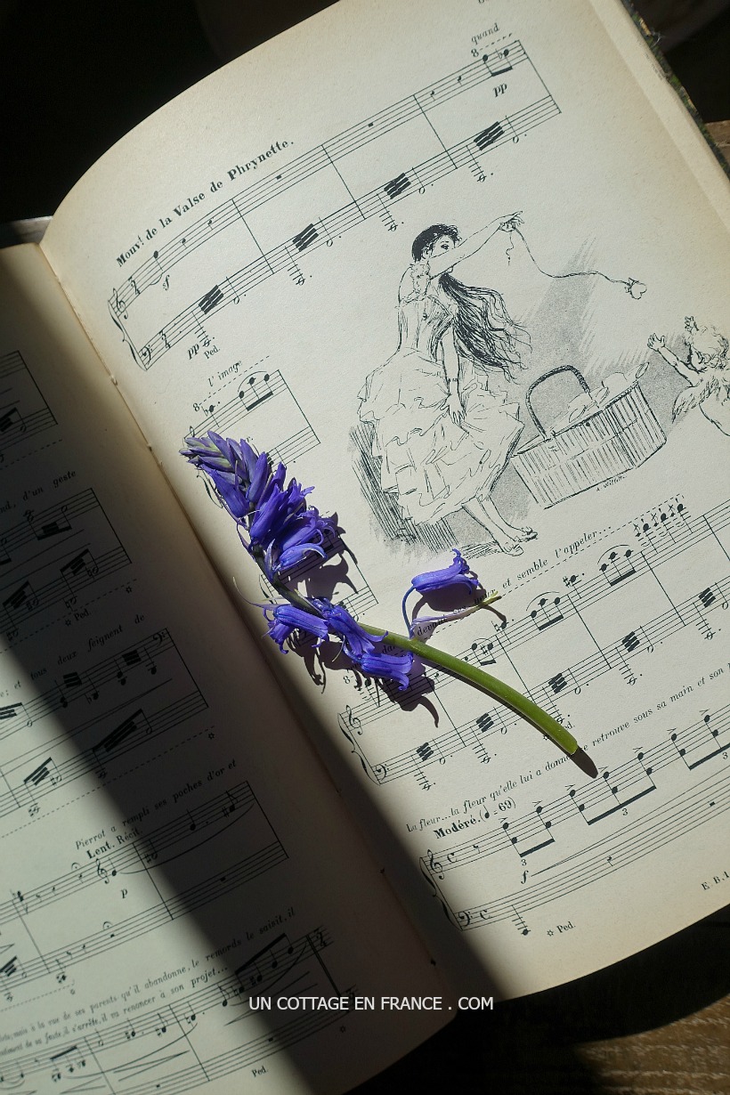 jacinthe des bois, spanish bluebells