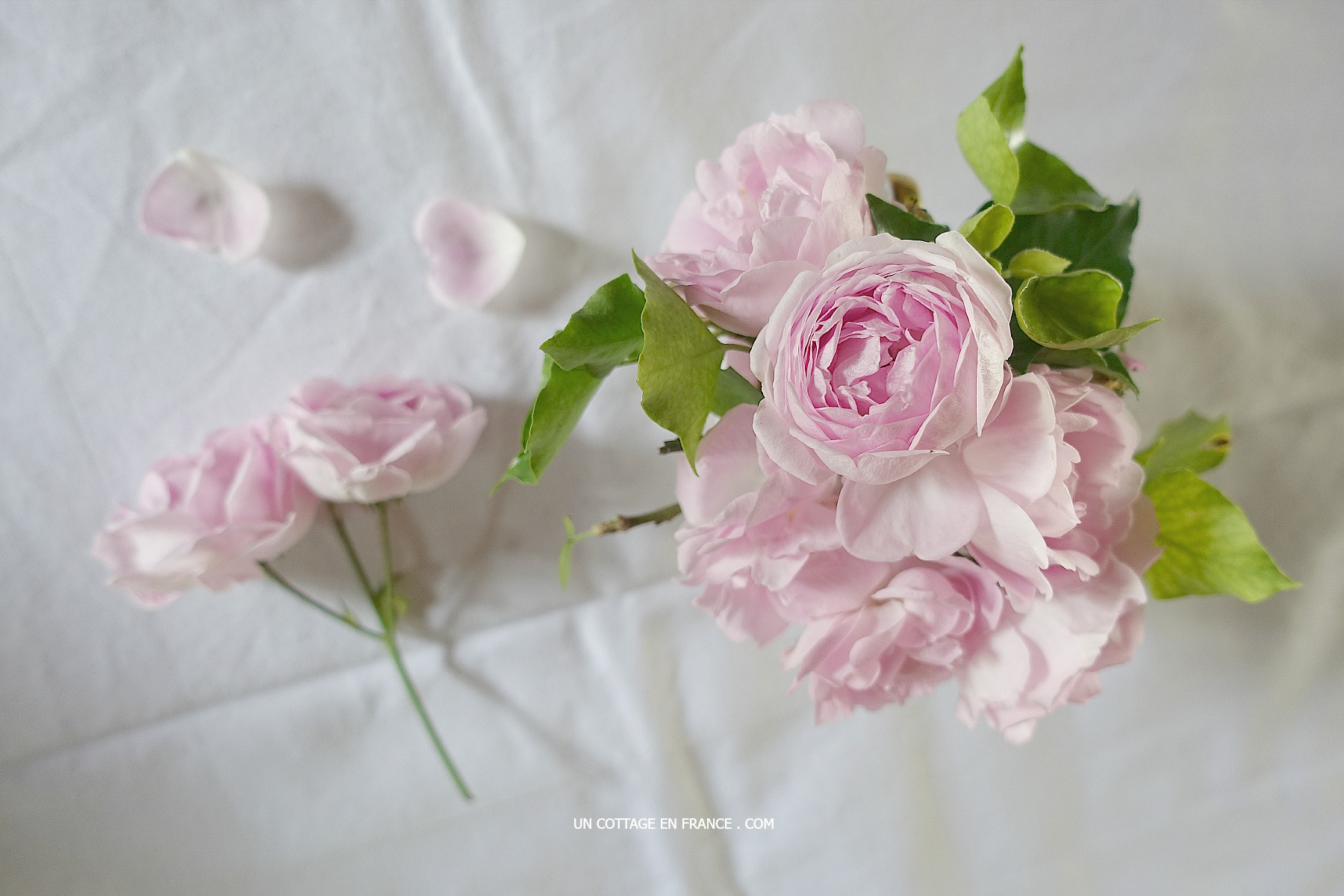 Blog maison et jardin