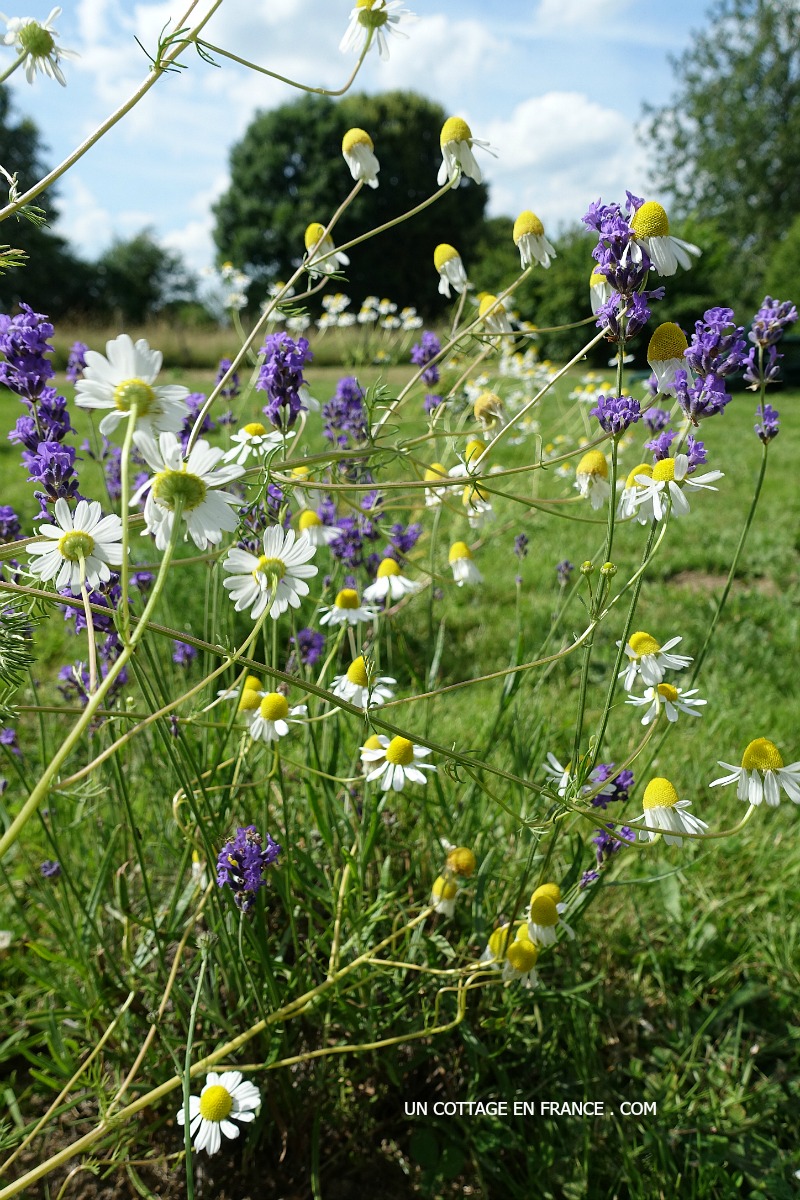 Blog maison et jardin France