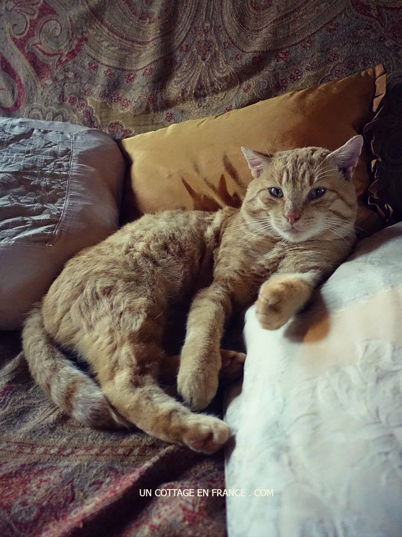 décoration rustique chic