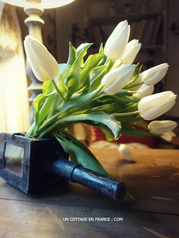Fleurs blanches : tulipes de janvier | White January&nbsp;Tulips