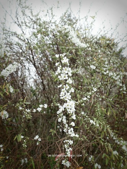 bouquet de février mars
