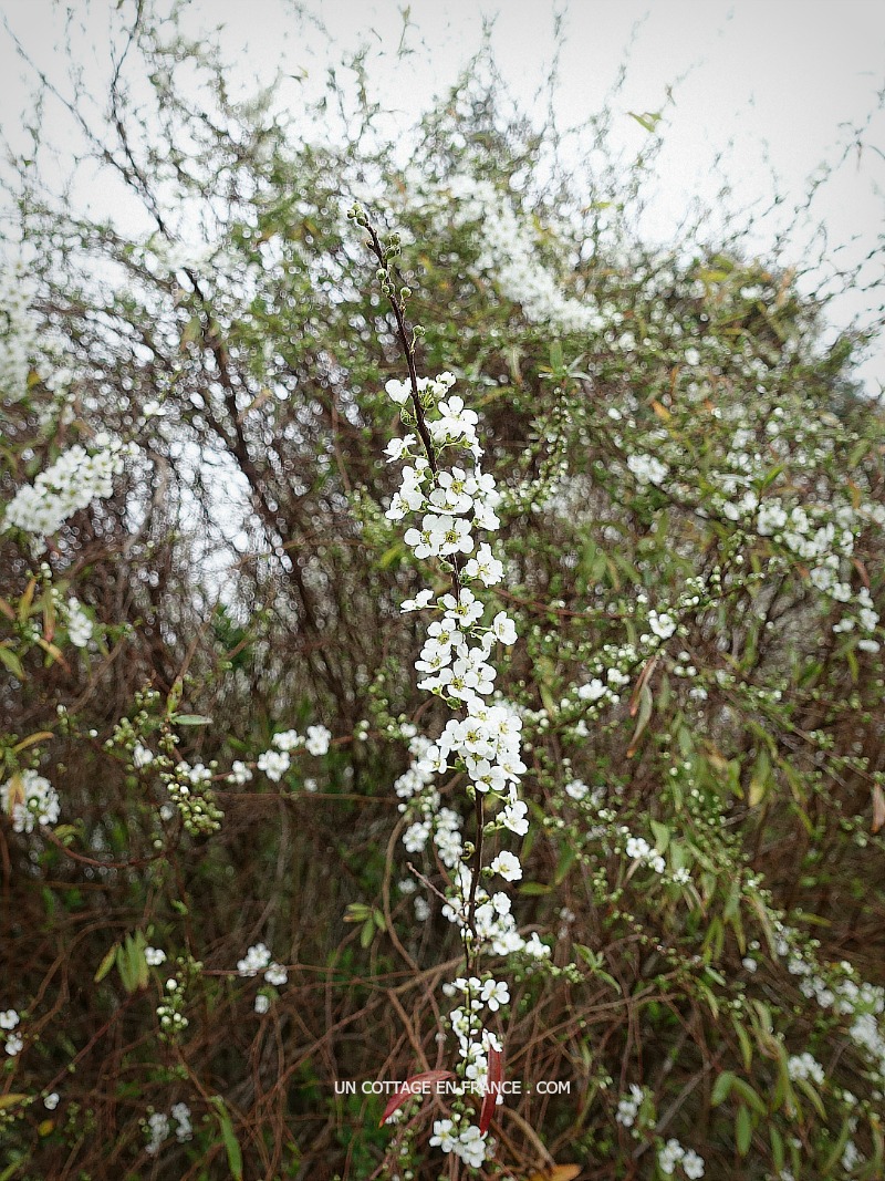 bouquet de février mars