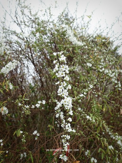 bouquet de février mars