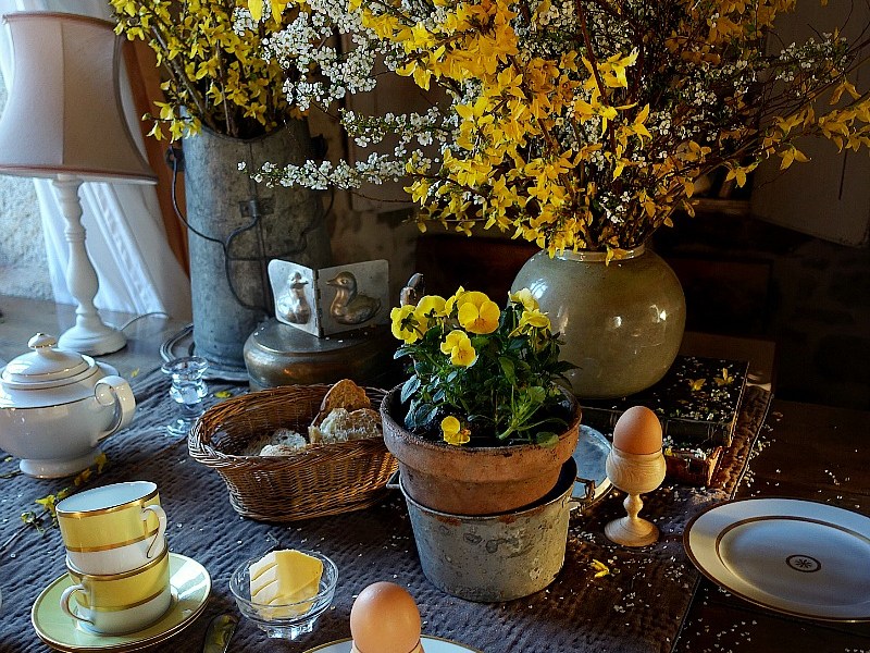 Le charme des grands forsythias | Long Charming&nbsp;Forsythias