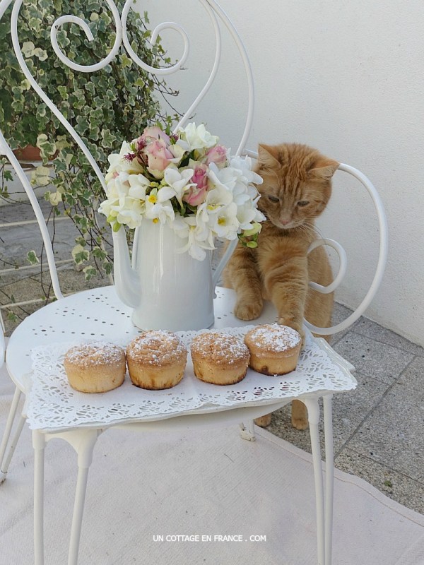 Floraisons roses : Pâques au jardin |  Easter Pink Blossoms on the&nbsp;Patio