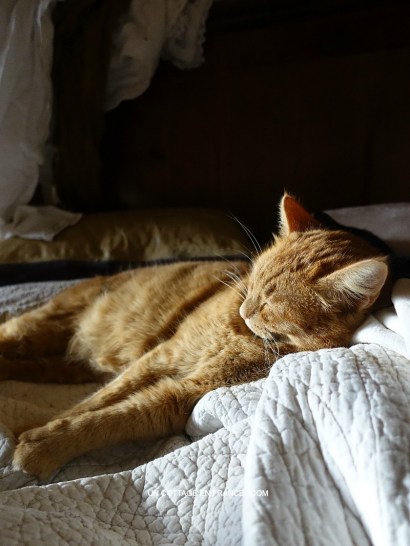 Ambiance de Pâques en jaune au petit déjeuner 5ester feel at the cottage)