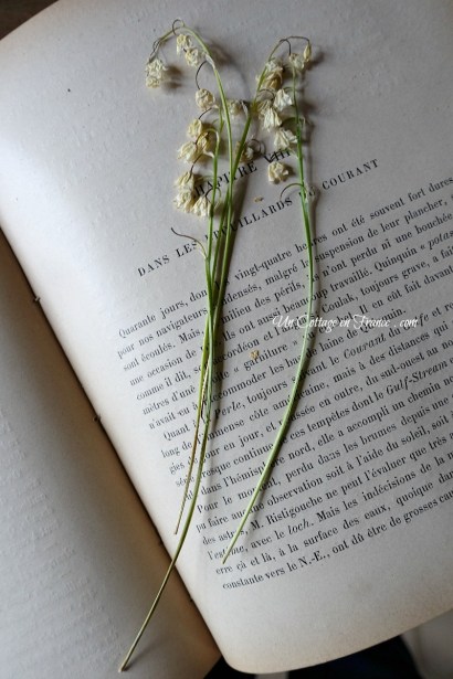 Muguets trouvés dans le livre (Lily of the valley bits found in book)