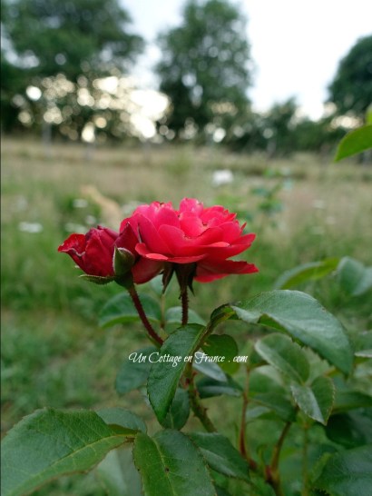Intérieur cottage romantique