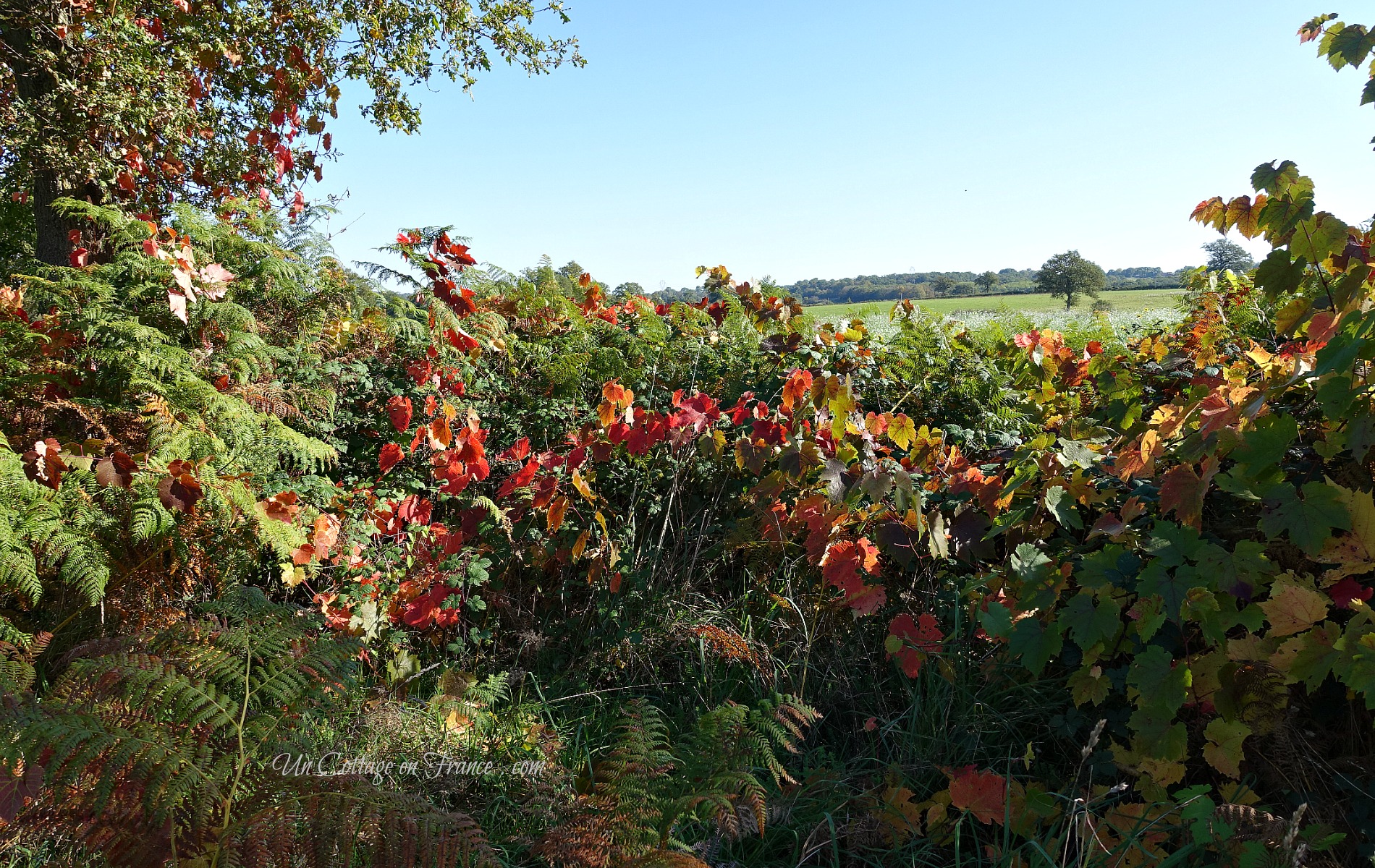 automne en limousin, autumn in limousin