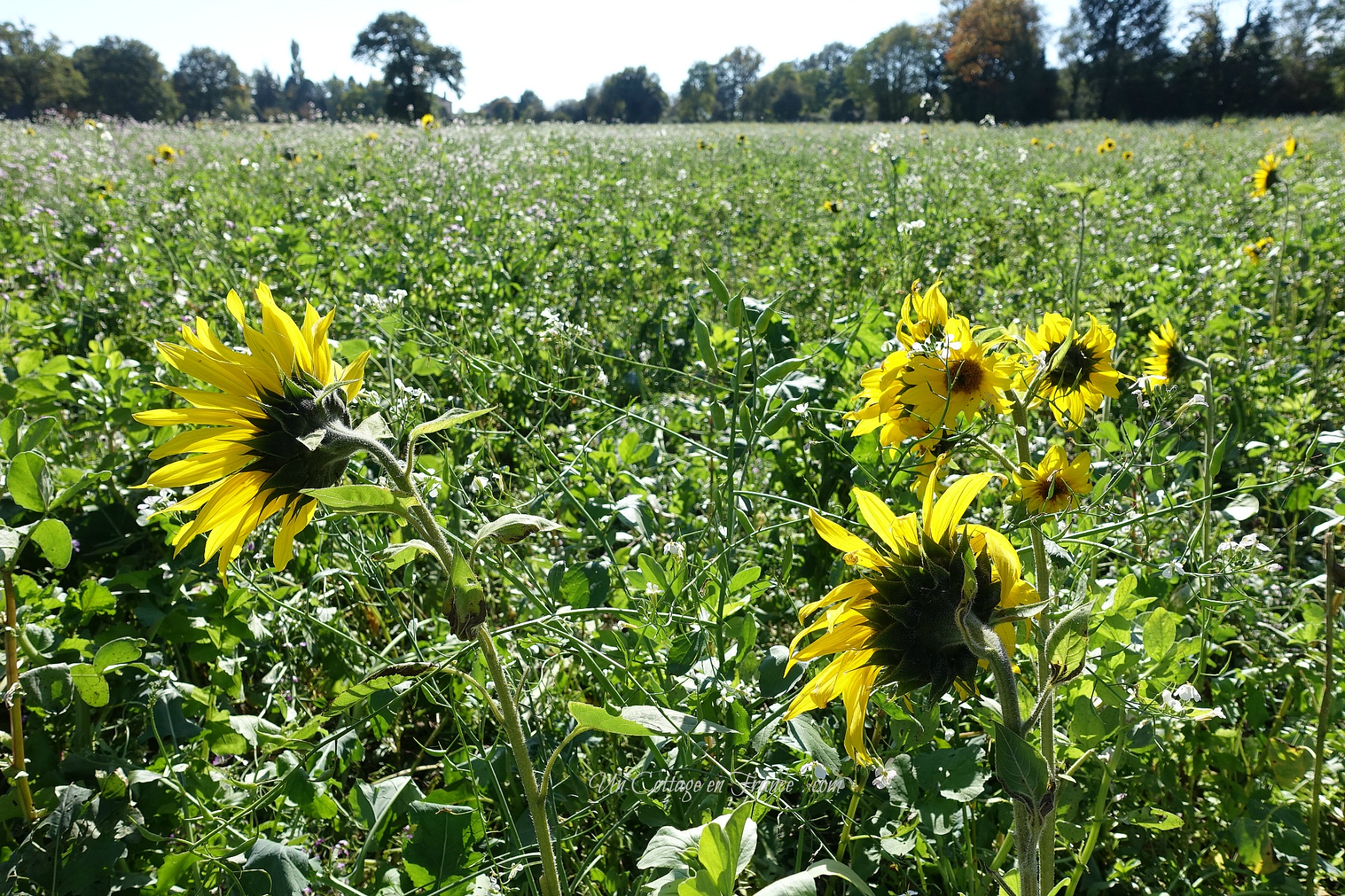 #whitecottagecharm #uncottageenfrance #campagnechic #frenchinterior #frenchfarmhousestyle #frenchcountry #frenchliving #fixerupperstyle #frenchcountrycottage #allthingsfrench #frenchcottage #farmhousevignette #cottagevignette #chippypaint #frenchdecoration #fermette #countrychic #rustique #rusticdecor #decorustic #cottagedecor #maisondecampagne #campagnedecoration #countryhomemag #brocante