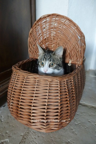 Dans le panier à poules (Into the hen backet)