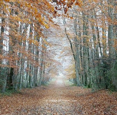 Incontournables de Noël : une couronne ou deux | Indispensable at Christmas: a wreath or two