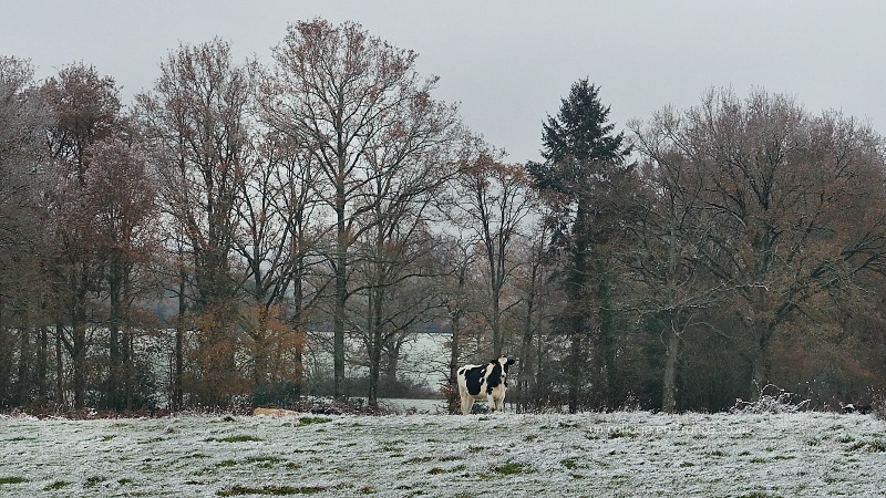 haut limousin