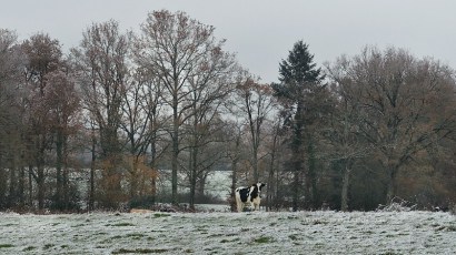 haut limousin