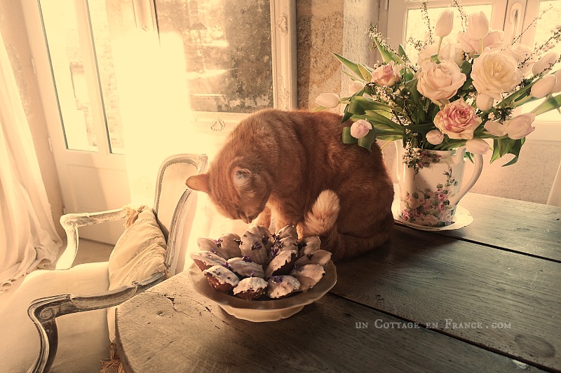 #whitecottagecharm #uncottageenfrance #campagnechic #frenchinterior #frenchfarmhousestyle #frenchcountry #frenchliving #fixerupperstyle #frenchcountrycottage #allthingsfrench #frenchcottage #farmhousevignette #cottagevignette #chippypaint #frenchdecoration #fermette #countrychic #rustique #rusticdecor #decorustic #cottagedecor #maisondecampagne #campagnedecoration #countryhomemag #brocante