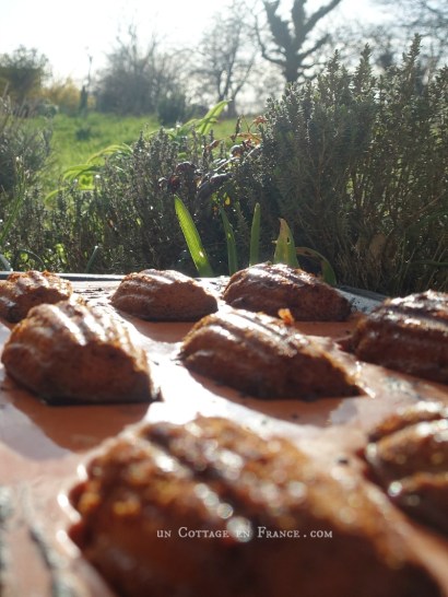 recette de madeleines