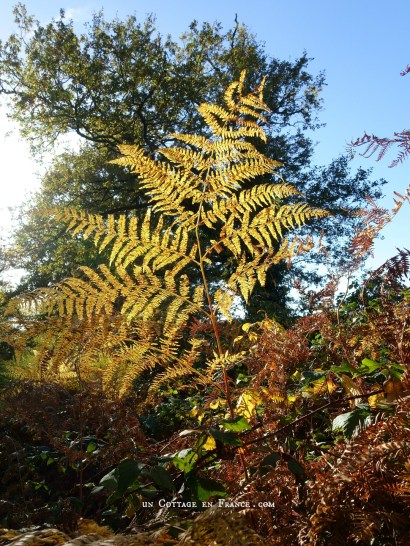 #whitecottagecharm #uncottageenfrance #campagnechic #frenchinterior #frenchfarmhousestyle #frenchcountry #frenchliving #fixerupperstyle #frenchcountrycottage #allthingsfrench #frenchcottage #farmhousevignette #cottagevignette #chippypaint #frenchdecoration #fermette #countrychic #rustique #rusticdecor #decorustic #cottagedecor #maisondecampagne #campagnedecoration #countryhomemag #brocante