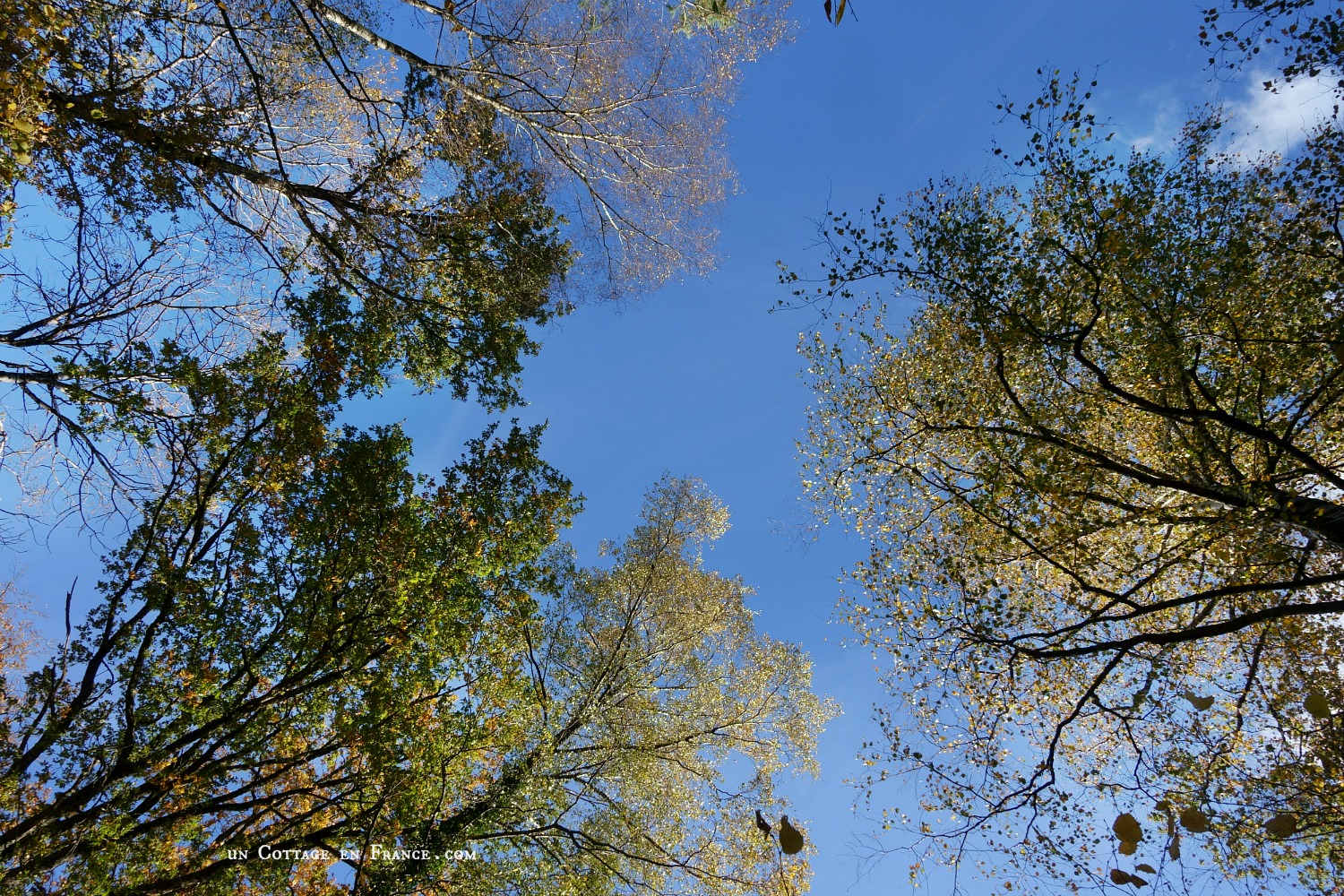 #whitecottagecharm #uncottageenfrance #campagnechic #frenchinterior #frenchfarmhousestyle #frenchcountry #frenchliving #fixerupperstyle #frenchcountrycottage #allthingsfrench #frenchcottage #farmhousevignette #cottagevignette #chippypaint #frenchdecoration #fermette #countrychic #rustique #rusticdecor #decorustic #cottagedecor #maisondecampagne #campagnedecoration #countryhomemag #brocante