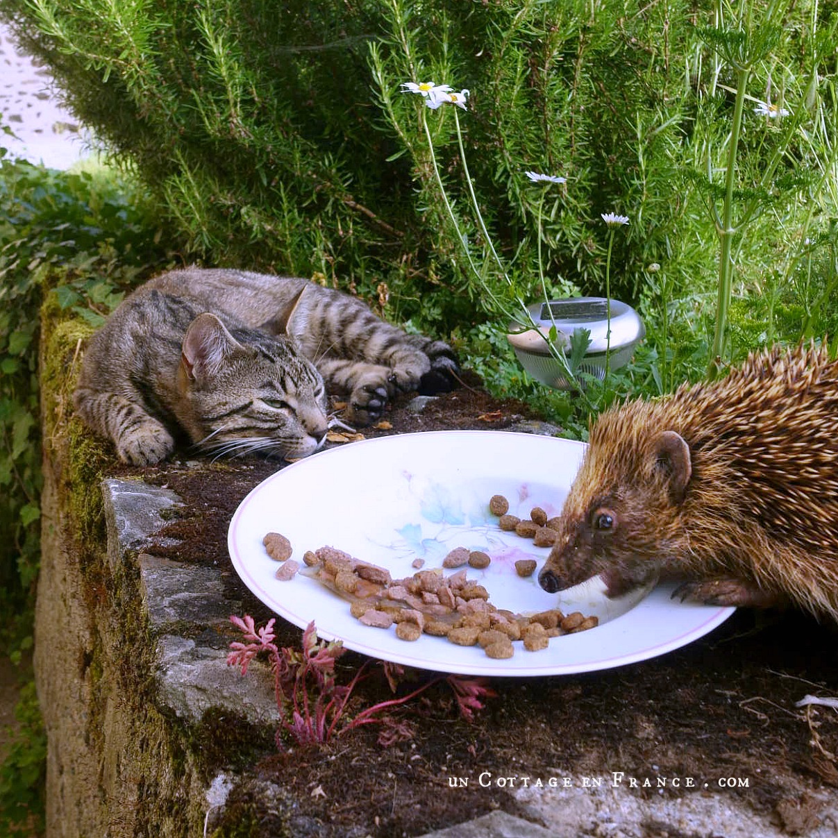 colette malpaud #whitecottagecharm #uncottageenfrance #campagnechic #frenchinterior #frenchfarmhousestyle #frenchcountry #frenchliving #fixerupperstyle #frenchcountrycottage #allthingsfrench #frenchcottage #farmhousevignette #cottagevignette #chippypaint #frenchdecoration #fermette #countrychic #rustique #rusticdecor #decorustic #cottagedecor #maisondecampagne #campagnedecoration #countryhomemag #brocante