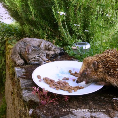 colette malpaud #whitecottagecharm #uncottageenfrance #campagnechic #frenchinterior #frenchfarmhousestyle #frenchcountry #frenchliving #fixerupperstyle #frenchcountrycottage #allthingsfrench #frenchcottage #farmhousevignette #cottagevignette #chippypaint #frenchdecoration #fermette #countrychic #rustique #rusticdecor #decorustic #cottagedecor #maisondecampagne #campagnedecoration #countryhomemag #brocante