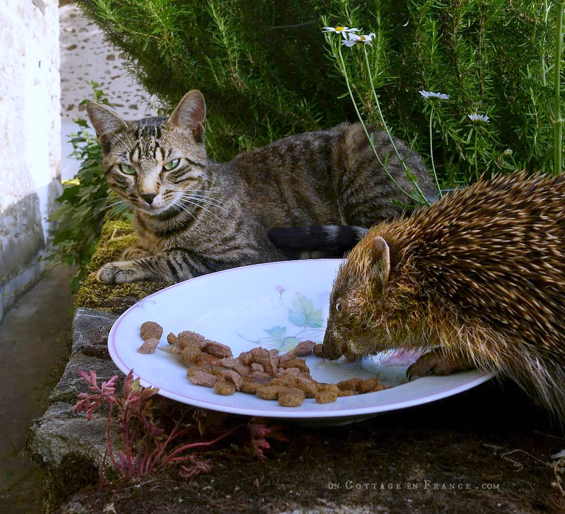 colette malpaud #whitecottagecharm #uncottageenfrance #campagnechic #frenchinterior #frenchfarmhousestyle #frenchcountry #frenchliving #fixerupperstyle #frenchcountrycottage #allthingsfrench #frenchcottage #farmhousevignette #cottagevignette #chippypaint #frenchdecoration #fermette #countrychic #rustique #rusticdecor #decorustic #cottagedecor #maisondecampagne #campagnedecoration #countryhomemag #brocante