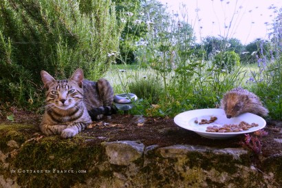 colette malpaud #whitecottagecharm #uncottageenfrance #campagnechic #frenchinterior #frenchfarmhousestyle #frenchcountry #frenchliving #fixerupperstyle #frenchcountrycottage #allthingsfrench #frenchcottage #farmhousevignette #cottagevignette #chippypaint #frenchdecoration #fermette #countrychic #rustique #rusticdecor #decorustic #cottagedecor #maisondecampagne #campagnedecoration #countryhomemag #brocante