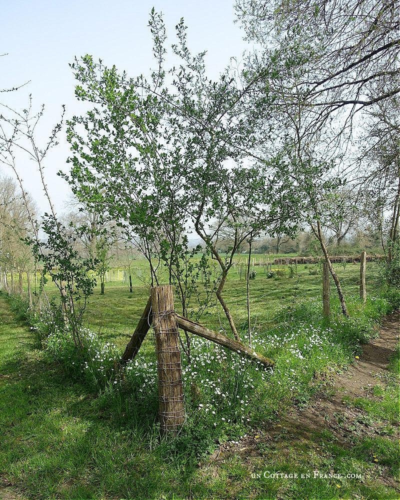 #whitecottagecharm #uncottageenfrance #campagnechic #frenchinterior #frenchfarmhousestyle #frenchcountry #frenchliving #fixerupperstyle #frenchcountrycottage #allthingsfrench #frenchcottage #farmhousevignette #cottagevignette #chippypaint #frenchdecoration #fermette #countrychic #rustique #rusticdecor #decorustic #cottagedecor #maisondecampagne #campagnedecoration #countryhomemag #brocante
