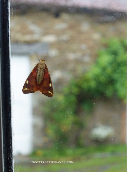 #whitecottagecharm #uncottageenfrance #campagnechic #frenchinterior #frenchfarmhousestyle #frenchcountry #frenchliving #fixerupperstyle #frenchcountrycottage #allthingsfrench #frenchcottage #farmhousevignette #cottagevignette #chippypaint #frenchdecoration #fermette #countrychic #rustique #rusticdecor #decorustic #cottagedecor #maisondecampagne #campagnedecoration #countryhomemag #brocante